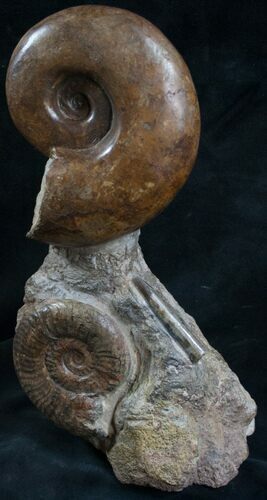 Lytoceras Ammonite Sculpture From France - #8211